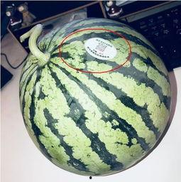 吃瓜网红泡泡,吃瓜网红的娱乐江湖